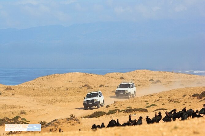 Mini Sahara Atlantic Ocean Jeep Tour With Lunch - Special Offer and Pricing