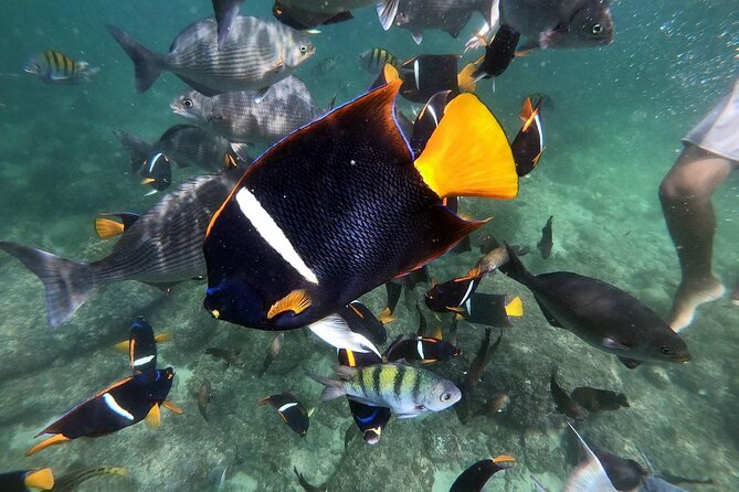 Mismaloya Snorkeling Tour 1Hr Private - Booking Information