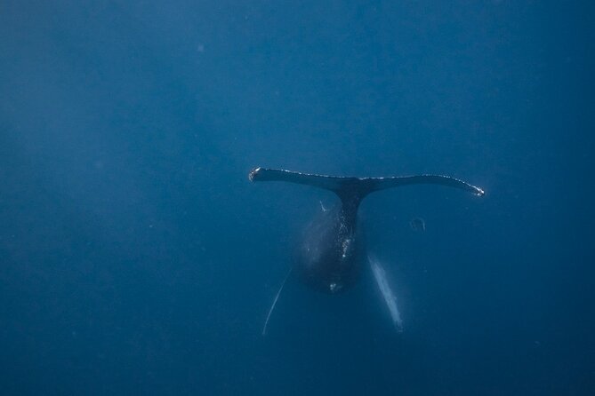 Mobula Ray Ocean Safari Day Trip - Directions