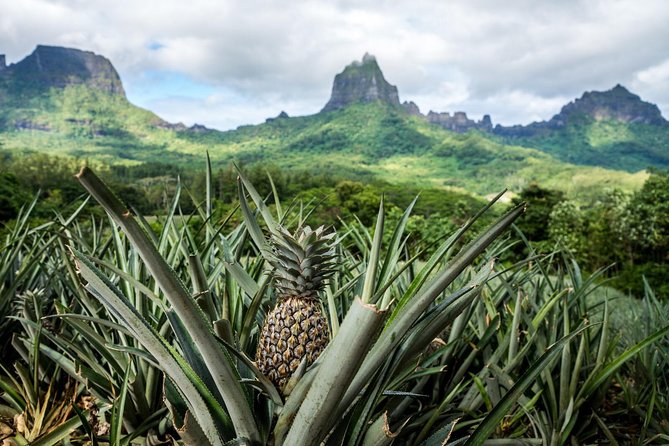 Moorea 4WD Tour Inc. Belvedere, Pineapple Farm, Magic Mountain... - The Sum Up