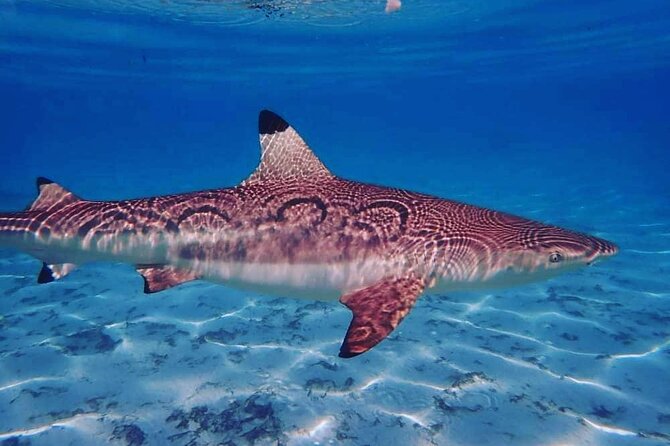 Moorea Half Day Private Tour With Snorkeling and Cruising the Lagoon - Refund Policy and Traveler Reviews