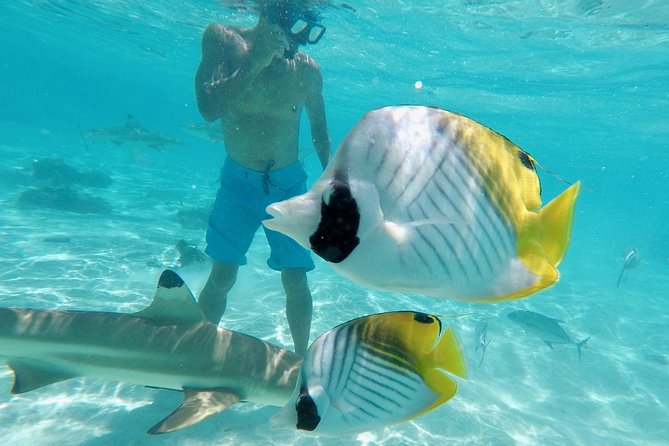 Moorea Solo or Twin 3 Hours Jet Ski Tour - Common Questions