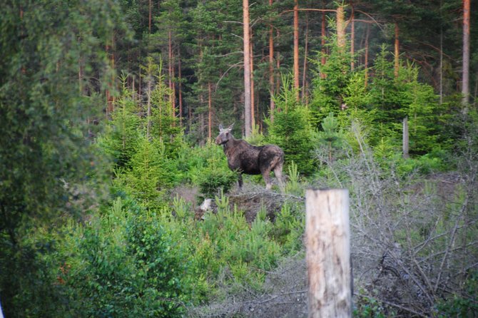 Moose Safari in the Wild Sweden Tiveden - Common Questions