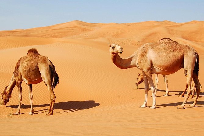 Morning Desert Safari With Quad Bike - Common Questions