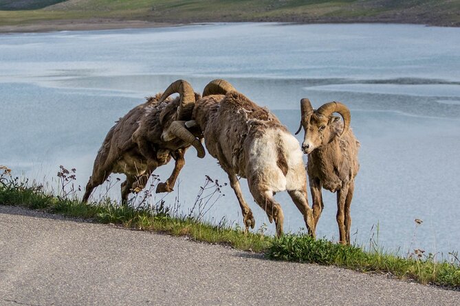 Morning Jasper National Park Wildlife Tour - Common Questions