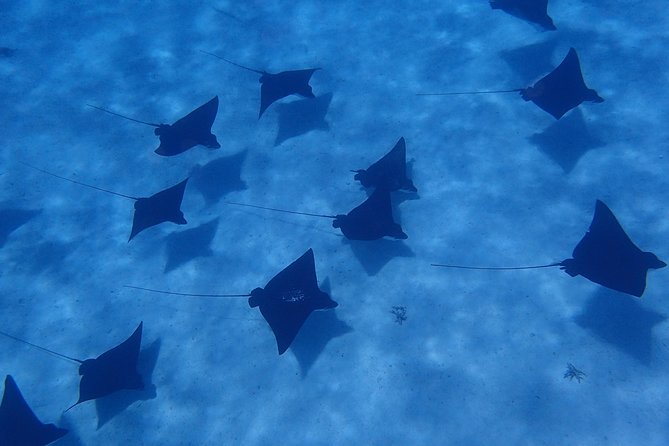 Morning Snorkeling Shared Boat Tour in Bora Bora - The Sum Up