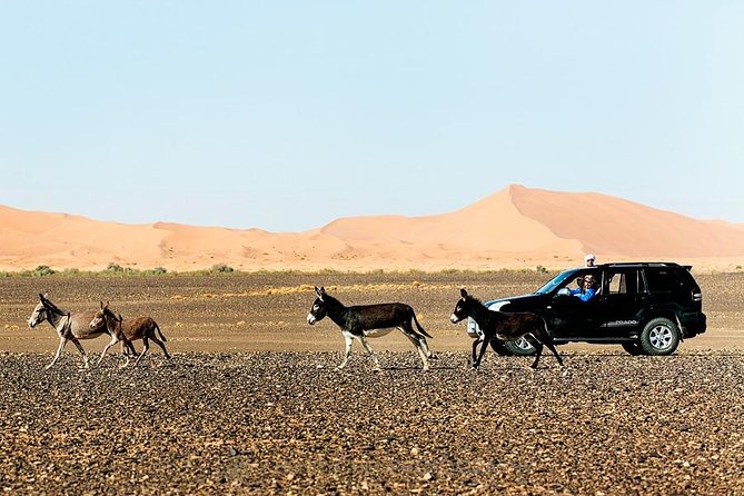 Morocco From Casablanca Small-Group 14-Night Round Trip - Common Questions