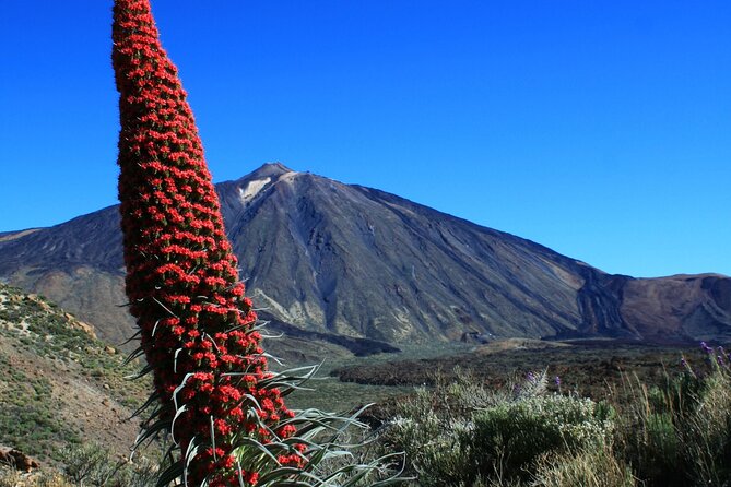 Mount Teide Quad Day Trip in Tenerife National Park - Common Questions