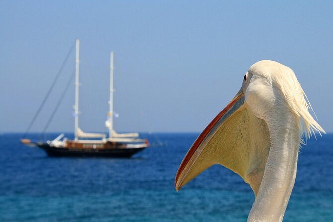 Mykonos Small-Group Tour With Mykonian Guide - Contact Information for Mykonos Guide Matthaios Kousanthanas