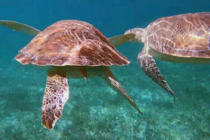 Nassau Small-Group Half-Day Boat and Snorkel Tour  - New Providence Island - The Sum Up