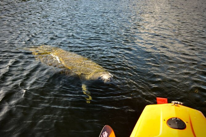National Park Pedal Kayak Tours in New Smyrna Beach - Tour Expectations