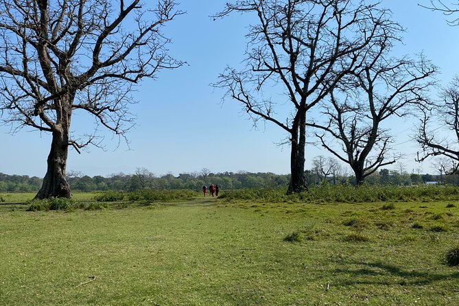 Nature Walk in Chitwan Jungle Safari With Guide - What to Expect on the Nature Walk