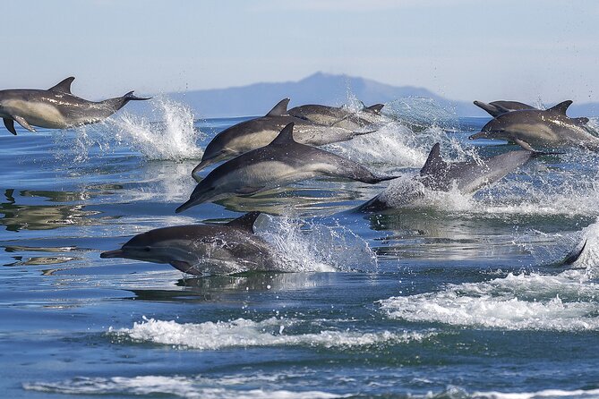NEW Lagos-Watching Dolphins and Benagil Cave With Biologists - Duration and Meeting Point