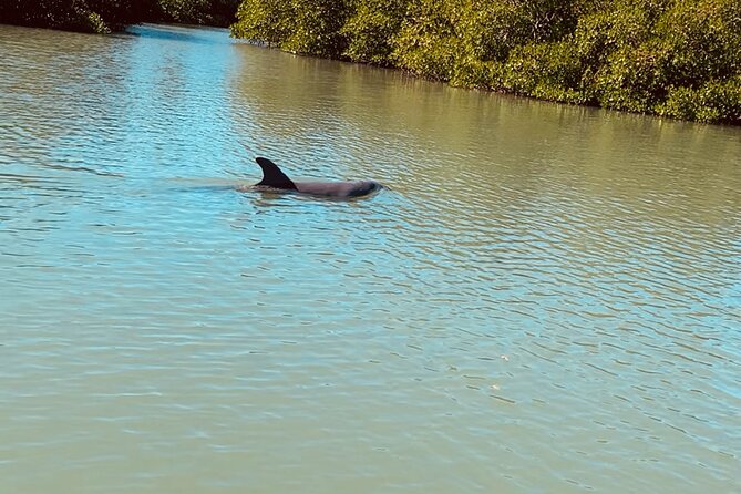 New Smyrna Dolphin and Manatee Adventure Tour - Common Questions
