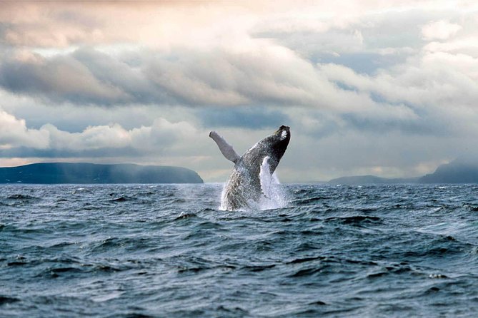 Newfoundland Puffin and Whale Watch Cruise - The Sum Up
