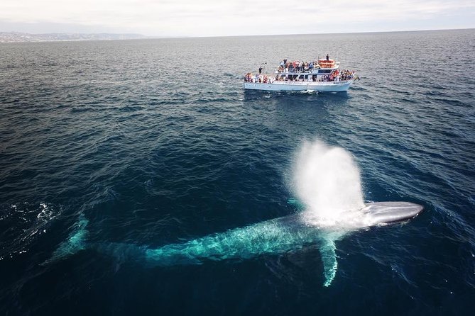 Newport Beach Whale and Dolphin Watching Cruise - Location and Meeting Point