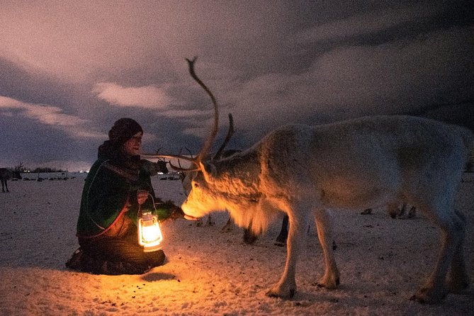 Night Reindeer Sledding With Camp Dinner and Chance of Northern Lights - Areas for Improvement