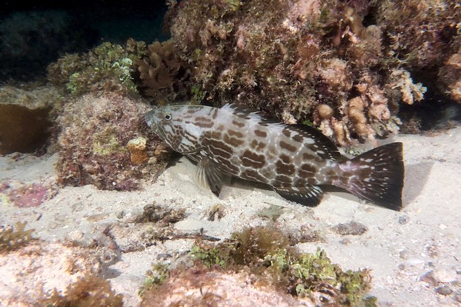 No Experience Required to Discover Scuba in Florida - The Sum Up