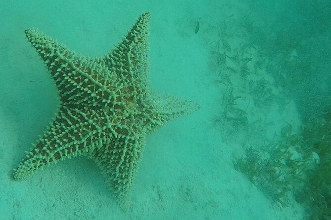 North Coast Seabob Reef Tour - Traveler Experiences