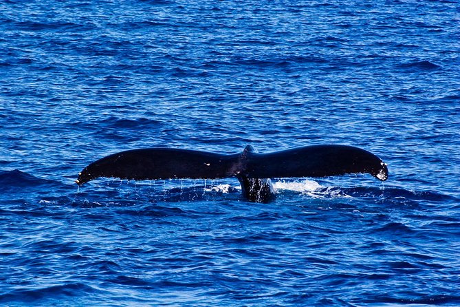Oahu Whale-Watching Excursion - Common Questions
