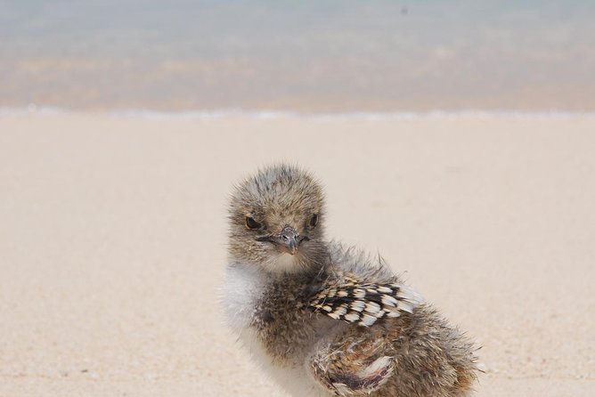 Ocean Spirit Sail to Michaelmas Cay Snorkel or Dive, From Cairns - Common Questions