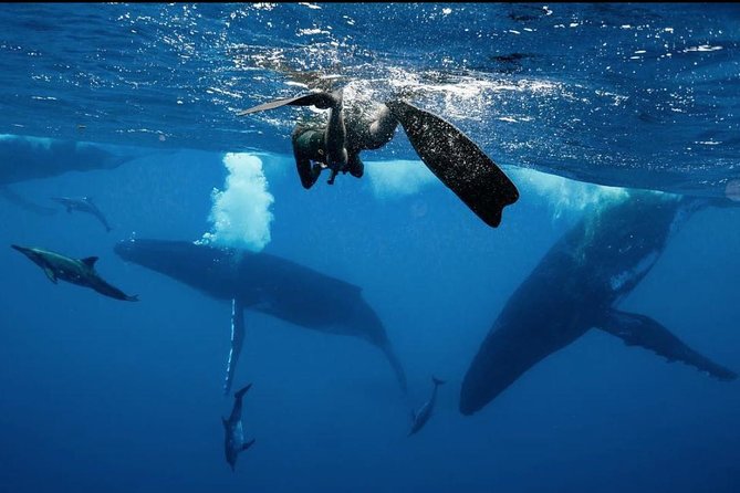 Ocean Wildlife Expedition; Swim With Whales, Sharks, & Rays Half-Day Boat Tour - Common Questions