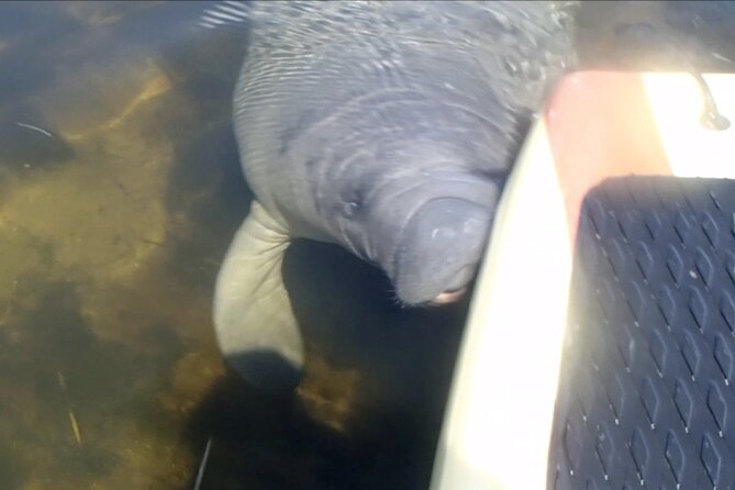 Orlando Manatee and Natural Spring Adventure Tour at Blue Springs - Common Questions