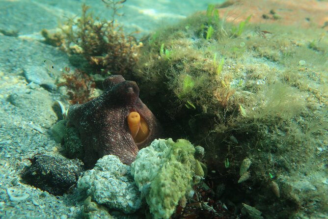 Palm Beach Private Snorkeling Lessons and Tour  - West Palm Beach - Meeting and Pickup Details: Convenient Location and Time