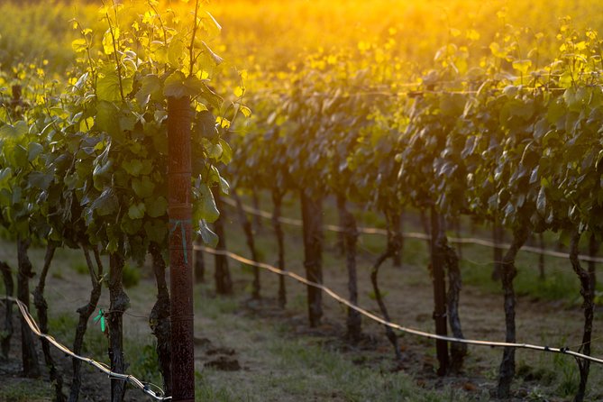 Paso Robles Wine Adventure With Pickup From Paso Robles, CA - The Sum Up