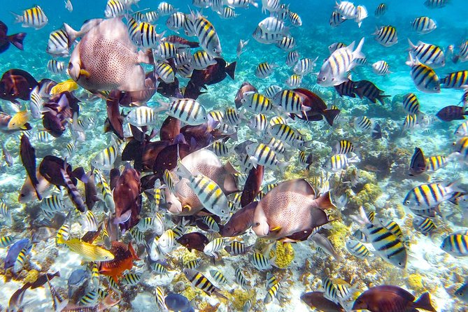 Pearl Island Escape With Snorkeling Experience and Lunch - Overview of the Experience