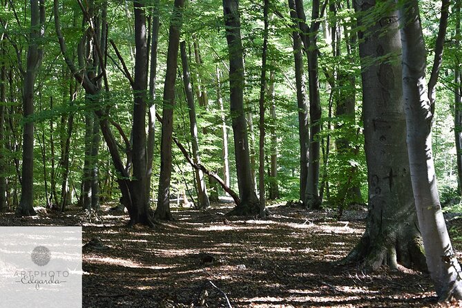Photo Tour and Artworks in the Capriasca Redde Wood - Common Questions