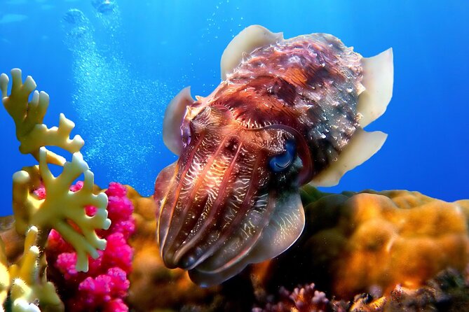 Phuket Scuba Diving and Snorkeling Offshore 2 Islands Full-Day by Speed Boat - The Sum Up