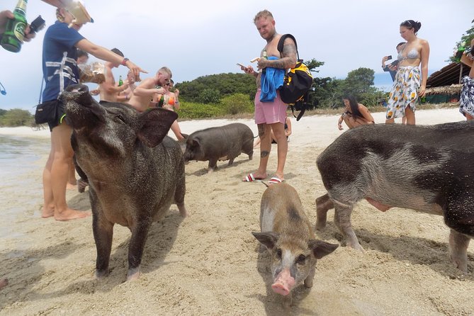 Pig Feeding, Kayaking, Snorkeling Trip at Pig Island By Speedboat From Koh Samui - Common Questions