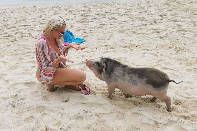 Pig Island Private Beach Full Day From Koh Samui - Thai Version of the Bahamas - The Sum Up