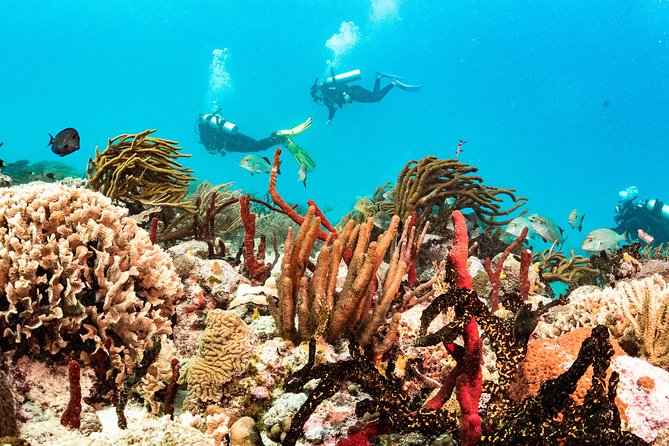 Playa Del Carmen: PADI Discover Scuba Diving With Instructor - Booking and Cancellation Policy