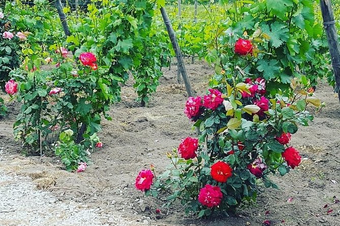 Pompei Archeological Site and Wine Tasting Experience - The Sum Up