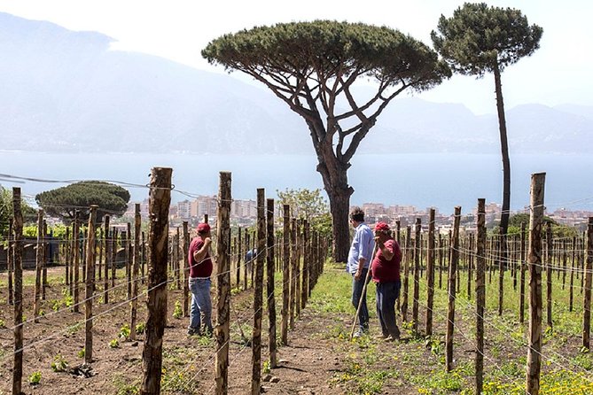 Pompeii Ruins & Wine Tasting With Lunch on Vesuvius With Private Transfer - Cancellation and Refund Policy