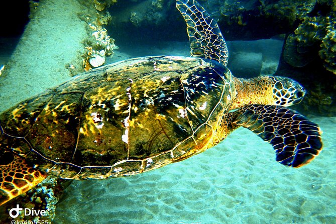 Pool Scuba Lesson and Shore Dive in Maui - The Sum Up