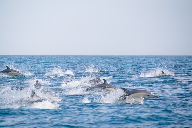 Portimão: World of Dolphins and Seabirds - Biologist on Board - Tips for an Enjoyable and Educational Tour