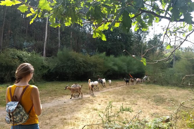Porto Mountains Half-Day Small-Group Hiking Tour - Directions