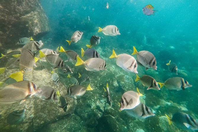 Premium Family Snorkeling Experience - Colorful Coral and Fish