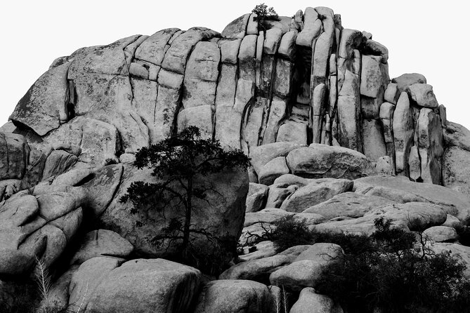 Private-36 Hour Adventure in Joshua Tree National Park - The Sum Up