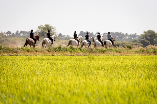 Private 75-Minute Horseback Riding Excursion on the Beach in  - Setubal District - Directions