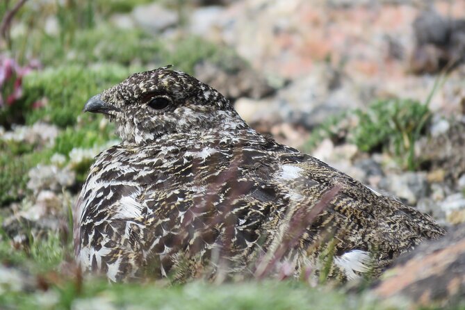 Private Birding Hike in Rocky Mountain National Park - What to Bring on the Hike