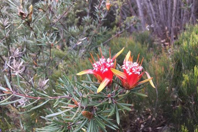 Private Blue Mountains Tour With Kangaroo and Koala Experience - Blue Mountains National Park Highlights