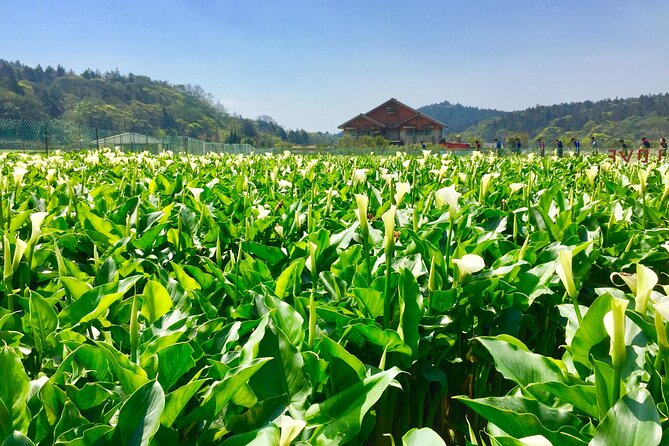 Private Car Charter in Yangmingshan Park(Pro Guide Driver) - Directions