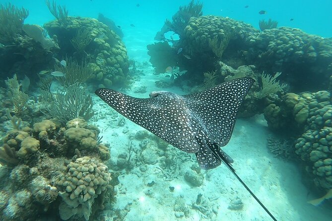 Private Charter 28ft Grady White. Stingrays, Snorkeling, Starfish - Booking and Pricing Information
