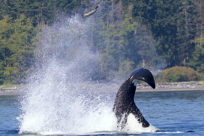 Private Charter - Marine Adventure and Whale Watching - Common Questions