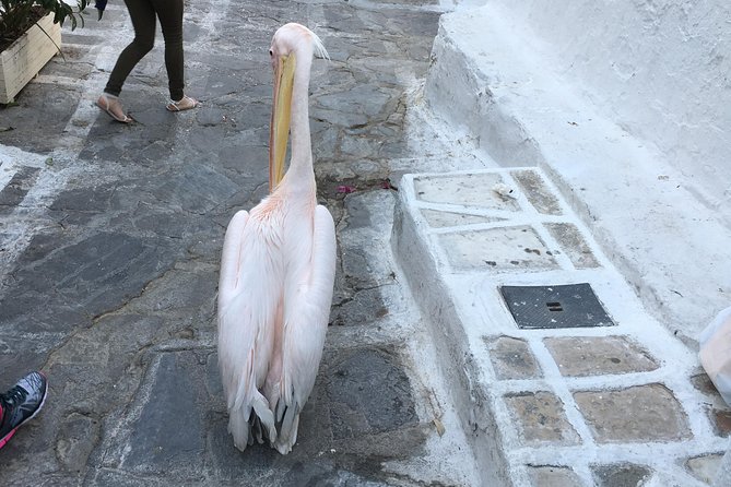 Private City & Island Mykonos Tour - Pricing and Booking