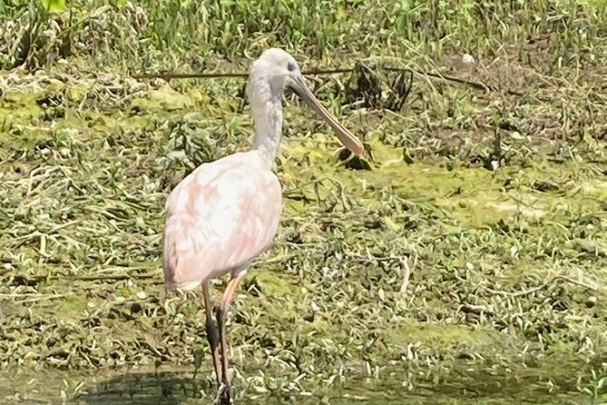 Private Crystal River Wildlife Boat Tour - The Sum Up
